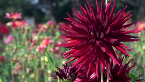 Large-dark-red-cactus-dahlia-flower-blooms-in-sunny-garden