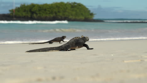 Galapagos-Marine-Iguanas-Walking-Across-Sandy-Beach-With-Blurred-Waves-In-Background