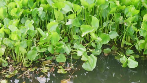 Many-water-hyacinths-on-the-river-in-the-morning-in-the-countryside-of-Thailand