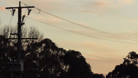 Power-lines-with-gum-trees-during-sunset-golden-hour,-two-birds-fly-past,-Maffra,-Victoria,-Australia