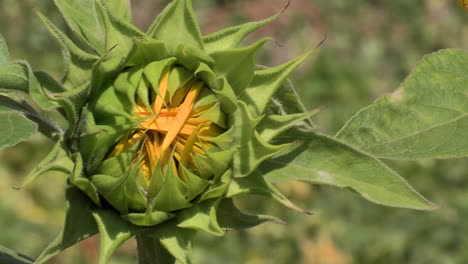 Sunflower-flower-starting-to-open