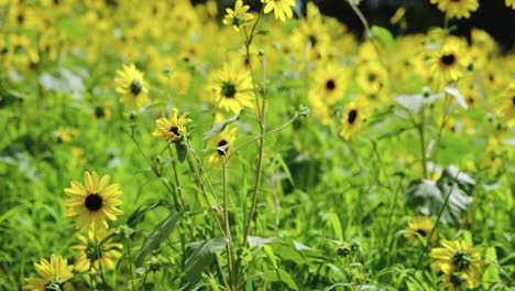 Feld-Mit-Gelben-Sonnenblumen-An-Einem-Warmen,-Schönen-Sommertag