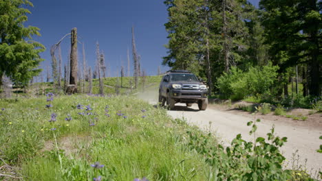 Car-drives-through-lush-meadow-on-dusty-mountain-road-in-Idaho-forest