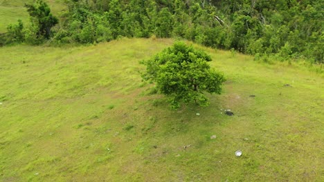 Aerial-View-Of-Isolated-Trees-At-The-Greenery-Mountains-Near-Tomas-Oppus,-Southern-Leyte,-Philippines
