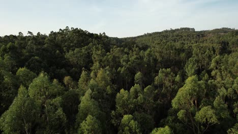 Waldluftaufnahme-Naturlandschaft