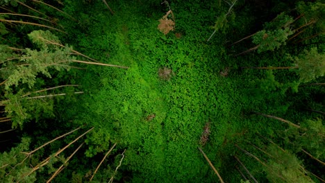 Aerial-breathtaking-view-of-green-trees-in-a-circle-forming-a-hidden-and-mysterious-clearing-covered-with-grass-in-a-dense-fairytale-forest