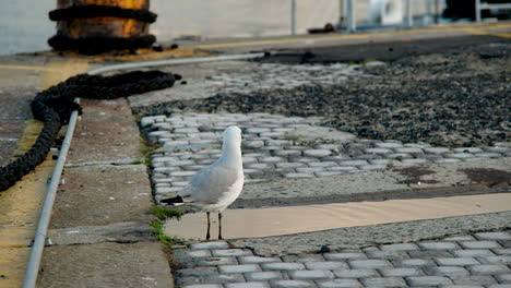 Solitary-alert-seagull-on-pier-sifts-through-freshwater-puddle-for-food