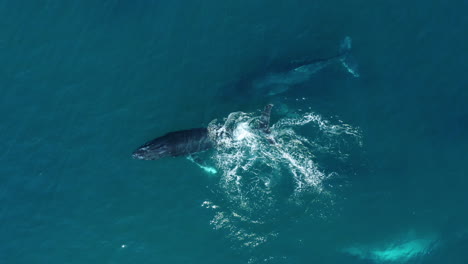 Humpback-Whale-Family-Pod,-Drone-Shot