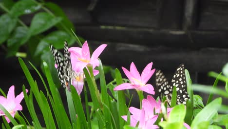 Hermosas---Mariposas--Flores-En-La-Hierba