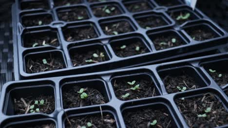 Seedlings-planted-in-seed-tray-cells-ready-for-growing