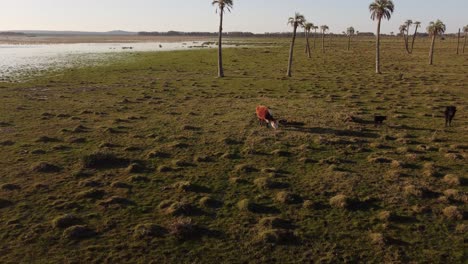 Luftaufnahme-Einer-Braunen-Kuh,-Die-Bei-Sonnenuntergang-Auf-Einer-Wiese-Ruht-Und-Pflanzen-Zwischen-Palmen-Frisst---Schwarze-Lagune-In-Uruguay,-Südamerika