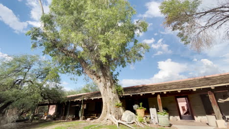 árbol-De-Eucalipto-Enorme-Y-Viejo-En-El-Rancho-Tanque-Verde-En-Tucson