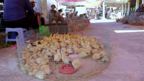 Sector-Avícola-No-Organizado-De-Vietnam-Tratando-De-Ganarse-La-Vida