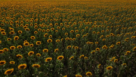A-running-shot-of-field-of-blooming-sunflowers-at-sunset-time