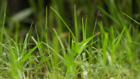 Ants-in-grass-finding---new-salter-
