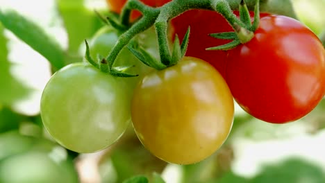 Tomates-Cherry-Rojos-Maduros-Y-Verdes-Inmaduros-Que-Crecen-En-La-Vid