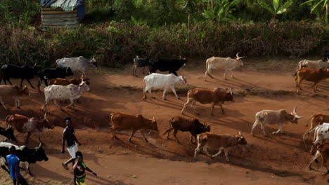 Cowherds-Walking-Next-To-The-Herd-Of-Cows-Returning-From-The-Pastures-In-Jinka,-Ethiopia