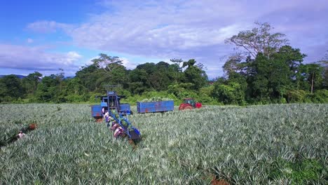 Förderband-Und-Arbeiter-Während-Der-Ananasernte,-Upala-In-Costa-Rica