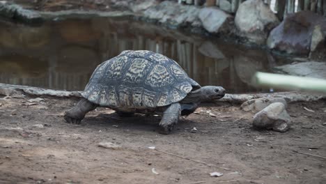 Tortoise-Walking-Around-Near-A-Pond-In-Western-Cape,-South-Africa---close-up