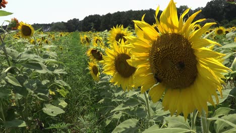 Sonnenblumen-Wiegen-Sich-In-Der-Sommersonne-Im-Dorthea-Dix-Park