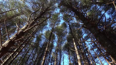 Hohe-Bäume-Wiegen-Sich-Im-Winterwind-Im-New-River-State-Park-In-North-Carolina