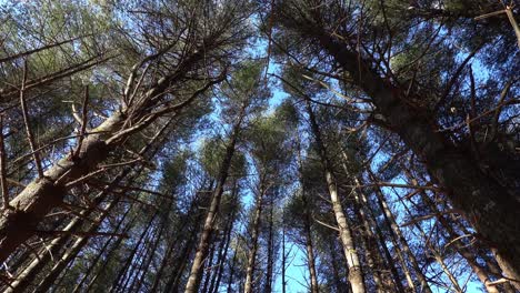 árboles-Altos-Balanceándose-En-El-Viento-Invernal-En-El-Parque-Estatal-New-River-En-Carolina-Del-Norte