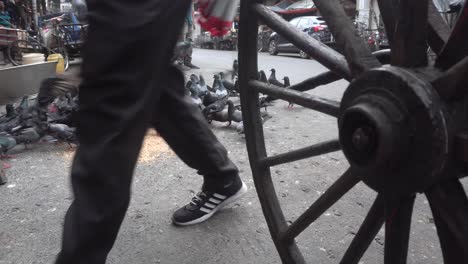 Pigeons-eat-food-on-the-streets-of-Kolkata