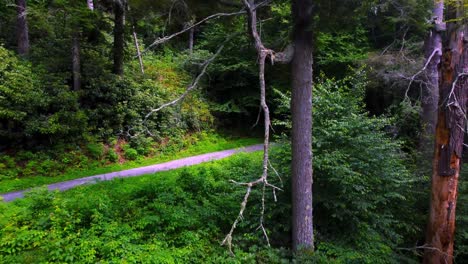 Cinematic-path-in-forest-near-Blue-Ridge-Mountains