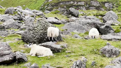 A-herd-of-mountain-ram-sheep-with-horns-grazes-on-grass-in-a-strong-wind
