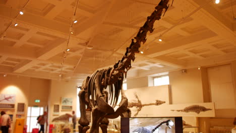 A-Dinosaur-Skeleton-at-a-Museum-Exhibition-about-dinosaurs