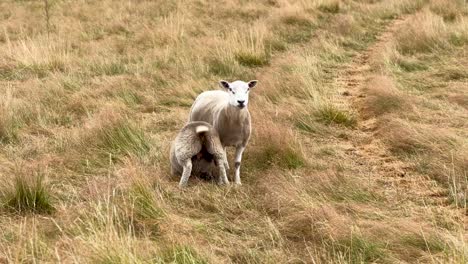 Cute-baby-lamb-wagging-tail-while-drinking-milk-from-mother-sheep-in-a-meadow-in-the-Cotswolds,-England
