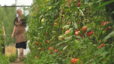 Tomaten-In-Verschiedenen-Farben-Mit-Verschiedenen-Arten