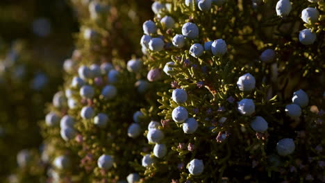 Wilder-Wacholderbusch-Aus-Nächster-Nähe,-Der-Im-Joshua-Tree-In-Kalifornien-Wächst