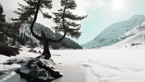 A-striking-tree-stands-by-a-frozen-mountain-lake