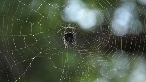 Bark-Spider,-Caerostris-sexcuspidata,-tugs-on-strands-of-spiderweb-with-morning-dew