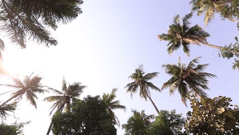 Luftdrohnenaufnahme-Von-Oben-Auf-Einen-Wunderschönen-Weißen-Sandstrand-Mit-Grünen-Kokospalmen-Und-Kristallklarem-Meerwasser-Im-Sommer