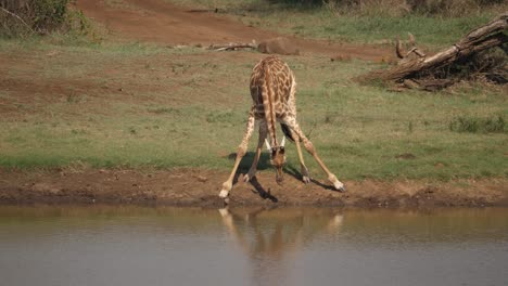 Lone-Giraffe-lowers-head-long-distance-to-drink-water-at-African-pond