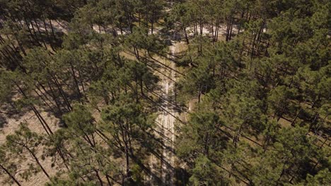 4K-aerial-view-of-a-dirty-road-dividing-a-pine-tree-forest,-drone-flying-above-the-canopy’s-of-the-trees,-60fps