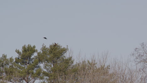 White-tailed-sea-eagle-persistently-mobbed-by-a-hooded-crow,-Sweden,-wide-shot