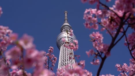 Looking-up-at-beautiful-Tokyo-Skytree-in-between-bright-pink-Sakura-Trees