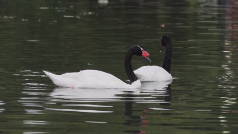 Close-up-of-a-couple-of-black-necked-swans-swimming-together-peacefully-on-a-lake