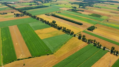 Green-fields-aerial-view-before-harvest-at-summer