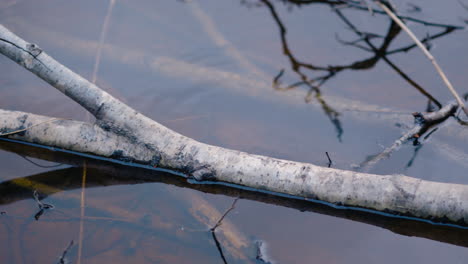Close-up-pan-of-branches-and-twigs-lying-in-still-shallow-brown-water