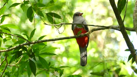 Beautiful-tropical-bird-on-tree-branch,-Panama