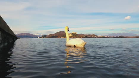 Majestic-white-swan-swimming-on-surface-of-lake-water