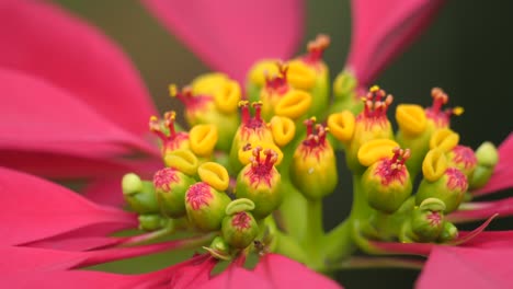 macro-details-of-the-center-of-a-poinsettia