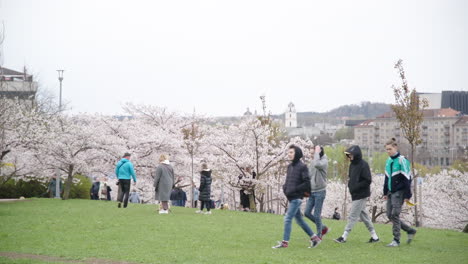 Menschen-Genießen-Die-Sakura-Blütezeit-In-Vilnius-Mit-Familien,-Freunden-Und-Kindern