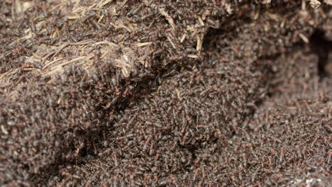 Red-wood-ant-colony,-Formica-rufa,-in-a-forest-in-Sweden,-close-up