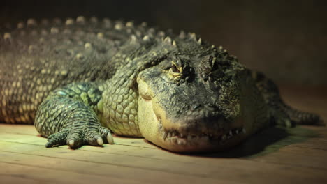 Amerikanischer-Alligator-Aus-Nächster-Nähe-Auf-Einem-Dock-In-Der-Nacht,-Gefährliches-Tier