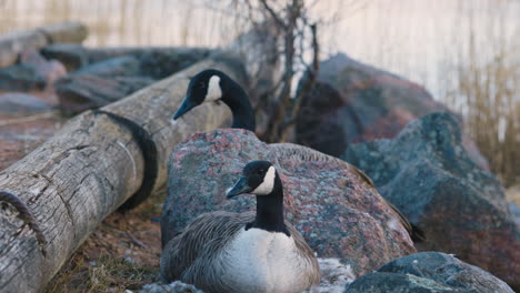 Slomo-close-up-of-two-Canada-geese-moving-calmly-by-rocks-and-logs